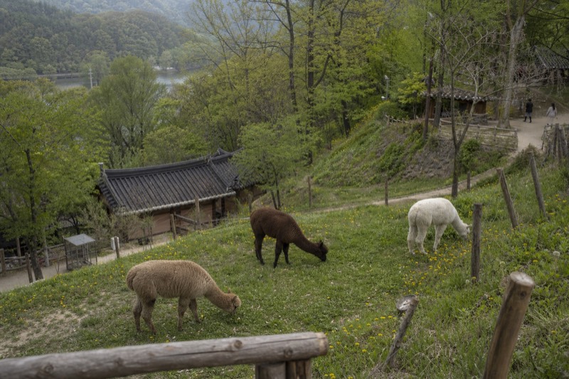 Alpaca And Garden, Meal Included