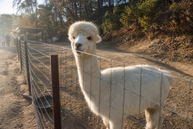 Alpaca World, Nami and Rail Bike or K-Garden tour from Seoul