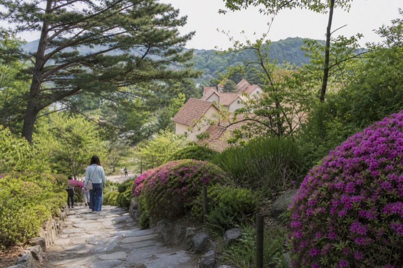 Nami Island, Petite France and Garden of Morning tour from Seoul